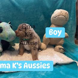 Australian Shepherd Puppies from Oma K’s Aussies