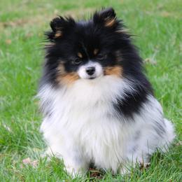 Teagan - Pomeranian