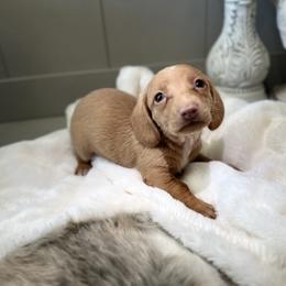 Dachshund and Pembroke Welsh Corgi Puppies from Jodi Cloutier