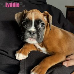 Lyddie - Fawn female Boxer puppy in Cicero, New York from MK Boxer Haven of CNY