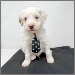 Grey Boy - Parti male Goldendoodle puppy in Taneytown, Maryland from Curlydoodles