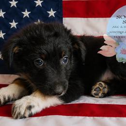 Kyanite - Black tri-color male Australian Shepherd puppy in Honeoye Falls, New York from Soaring SKKY Australian shepherds
