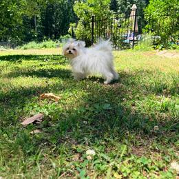 Cikku - White male Maltese puppy in Millstone Township, New Jersey from Couture_frenchies_and_pomeranian