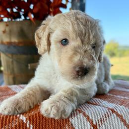 Reef - Cream male Goldendoodle puppy in Wyandotte, Oklahoma from Goldendoodles of NE OK