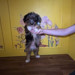 Boy 3 - Blue merle male Miniature Australian Shepherd puppy in Adel, Georgia from Coast to coast Aussies