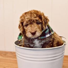 Goldendoodle Puppies from Tuxedo Mountain Doodles