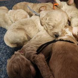 Boy 1 - Apricot male Labradoodle puppy in Fostoria, Michigan from North Country Kennel Club