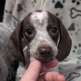 Apollo the Chocolate Piebald Boy - Piebald male Dachshund puppy in Pelion, South Carolina from Doitsujin Dachshunds