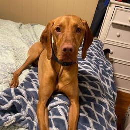 Bleu - Golden rust male Vizsla puppy in Maineville, Ohio from Izabella Vizslas