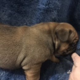 French Bulldog Puppies from PNW French Bulldogs