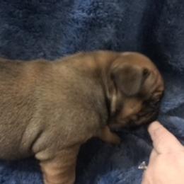 French Bulldog Puppies from PNW French Bulldogs