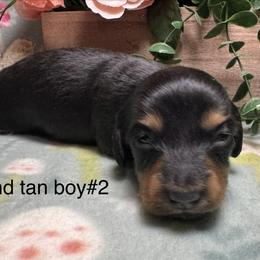 Black and tan boy 2 - Black and tan male Dachshund puppy in Alice, Texas from Crimson’s longhair Dachshunds