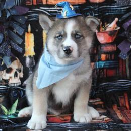 Blue - Black and white male Siberian Husky puppy in York, Pennsylvania from Spalla Pups
