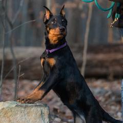 Beauceron Puppies from Beaucerons Des Vents