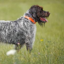 Wirehaired Pointing Griffons from SEAN EATON