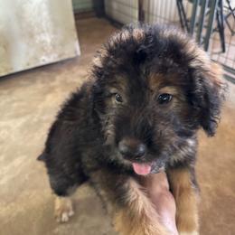 Australian Shepherd and Cavapoo Puppies from Dubose Kennels