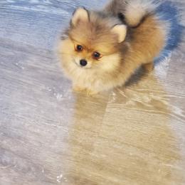 Pomeranian puppies from Bisous Pomeranians & Heartland Sh