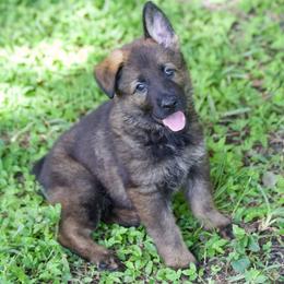 Bianka - Sable female German Shepherd puppy in Leesburg, Florida from RoyalWork K9