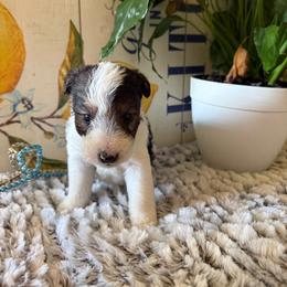 Duke Weaselton - White black and tan male Wire Fox Terrier puppy in Liberty, Kentucky from A day in the life of a wire fox terrier