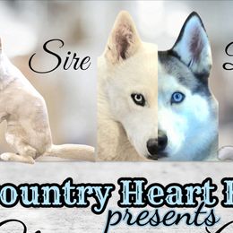 Siberian Huskies from Country Heart Kennel