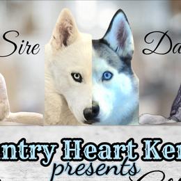 Siberian Huskies from Country Heart Kennel