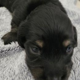 Eve - Black and cream female Dachshund puppy in De Land, Florida from Double Aces Doxies