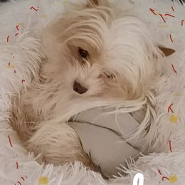 Yukon - Yorkshire Terrier