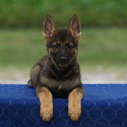 Dracula - Sable male German Shepherd puppy in Youngsville, North Carolina from Di casa Esperanza