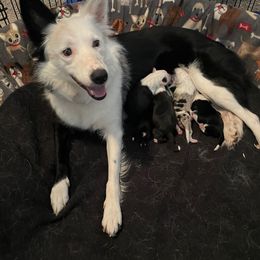 Keesha - Border Collie