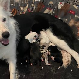 Keesha - Border Collie