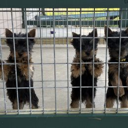 Silky Terrier puppies from Pawsibility Silky Terriers