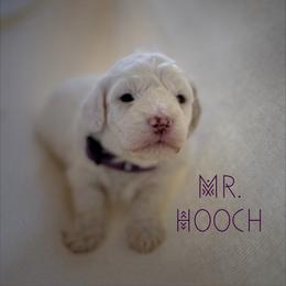Mr. Hooch - Parti male Goldendoodle puppy in Sacramento, California from Dandy Doodles Goldendoodles