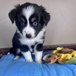 Amour - Black tri male Miniature Australian Shepherd puppy in Tonasket, Washington from V5 Aussies