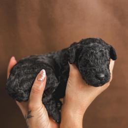 Daisy - Black female Poodle puppy in Midwest City, Oklahoma from Strawberry Hill Puppy Patch
