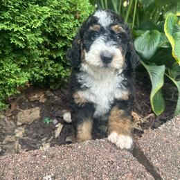 Black collar male Bern - Tri-color male Bernedoodle puppy in Mc Henry, Maryland from TLC by the Lake Standard Poodle and Doodles