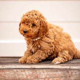 Girl 1 - Apricot female Goldendoodle puppy in Ash Grove, Missouri from The Bark Farm