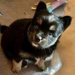 Little Dipper - Black and white female Pomsky puppy in Titusville, Florida from River Enz Pomskies