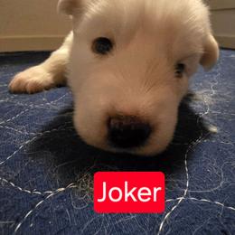 Joker (Red BOY) - White male Siberian Husky puppy in Quincy, Illinois from Boden Breeding