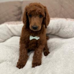Green collar boy - Apricot male Poodle puppy in Riverside, California from Riverside red poodles