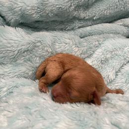 Maple - Apricot female Poodle puppy in Bee Branch, Arkansas from Scroggins Creek Doodles