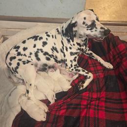 Boy 1 - White and black male Dalmatian puppy in Sharpsburg, Maryland from Antietam Dalmatians