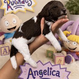 Angelina - Parti female Poodle puppy in Spring Hills, Florida from The Olympus Standard Poodle
