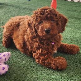 Purple collar Girl - Red  female Goldendoodle puppy in Los Molinos Ca, California from Sunshine Sanctuary Doodles