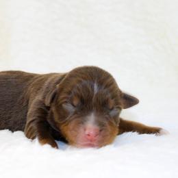 Betsy - Red tri female Miniature Australian Shepherd puppy in Foxworth, Mississippi from Ten Mile Aussies