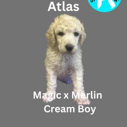 Atlas - Cream male Poodle puppy in Baltimore, Maryland from Steinrock’s Standards