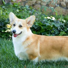 Aggie - Pembroke Welsh Corgi