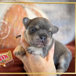 Twix - Tricolors male French Bulldog puppy in Salem, Oregon from Toy House Frenchies