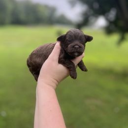 Mocha - Brown female Cockapoo puppy in Albany, Kentucky from Windy Pines Farm