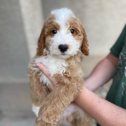 Scotland (Scotty) - Red male Bernedoodle puppy in Surprise, Arizona from Huckleberry Doodles
