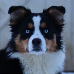 Mae - Miniature Australian Shepherd